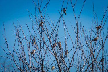 serçeler ve ağaç üzerinde