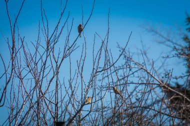 serçeler ve ağaç üzerinde