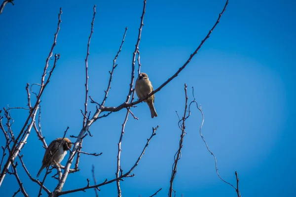 Pardais na árvore — Fotografia de Stock