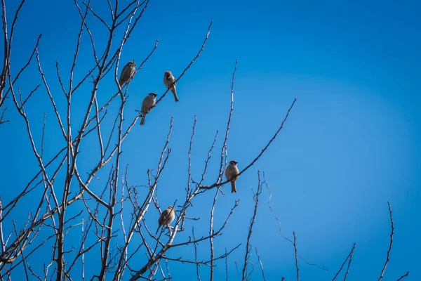 Pardais na árvore — Fotografia de Stock
