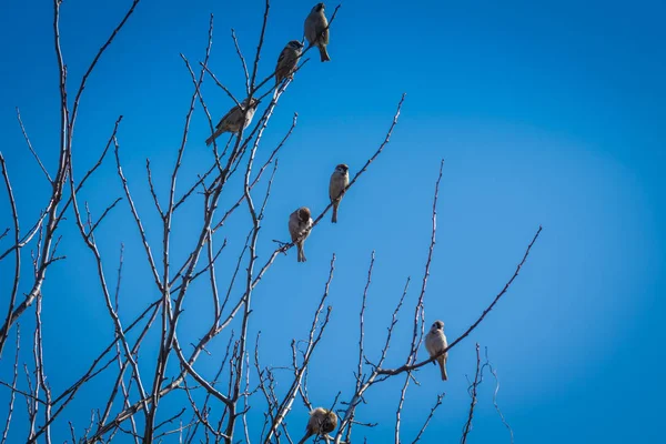 Gorriones en el árbol — Foto de Stock
