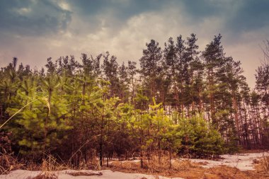 Küçük çam ağaçları Retro