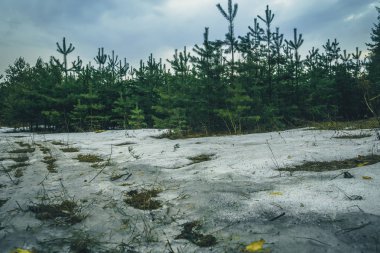 Küçük çam ağaçları Retro