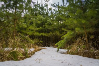 Küçük çam ağaçları