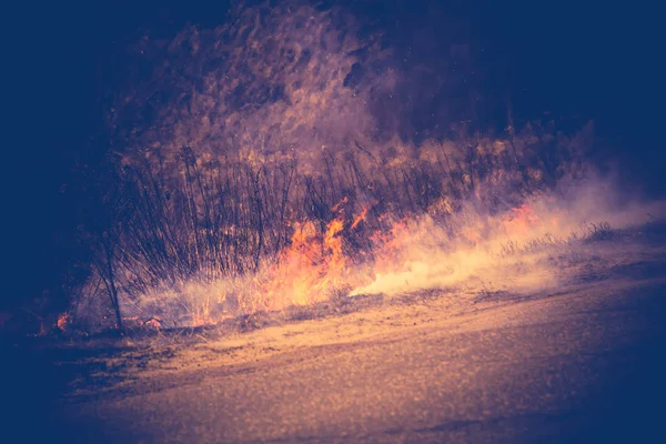 Сгоревший сухой грасс — стоковое фото