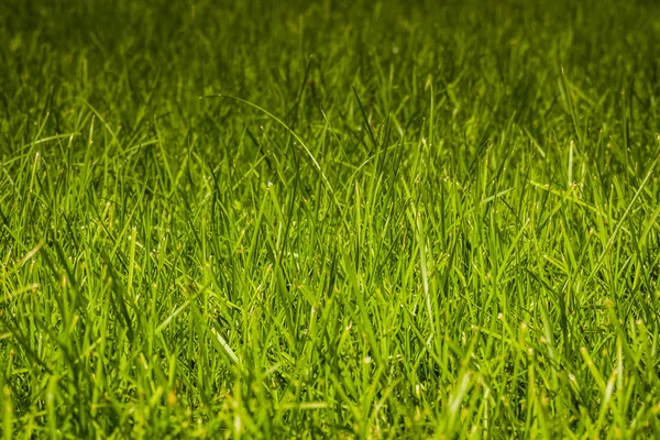 Green Grass Lawn — Stock Photo, Image