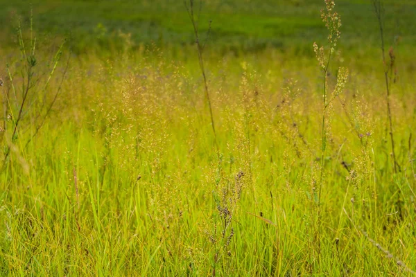 Pelouse d'herbe verte — Photo