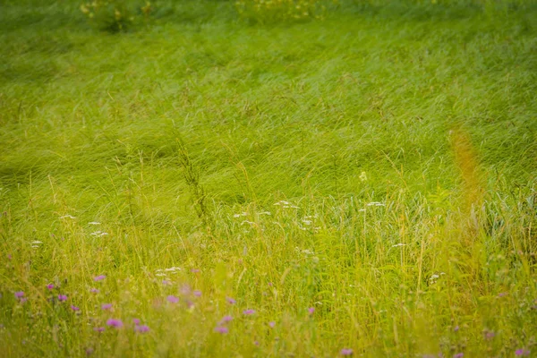 Zöld fű pázsit — Stock Fotó