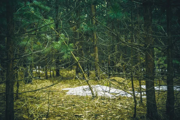 Kleine vuren bomen Retro — Stockfoto