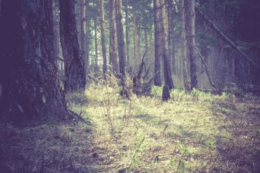 Sabah çam ormanı Retro