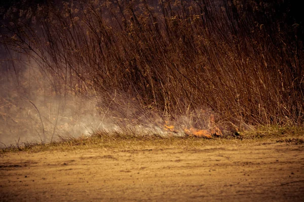 Gebrande droog gras gefilterd — Stockfoto