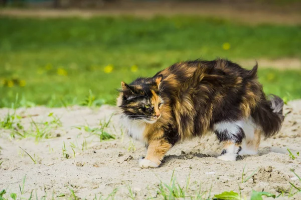 Tabby Fluffy Cat — Stock Photo, Image