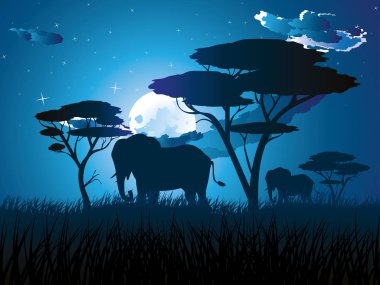 Fil ile Afrika gecelerinde
