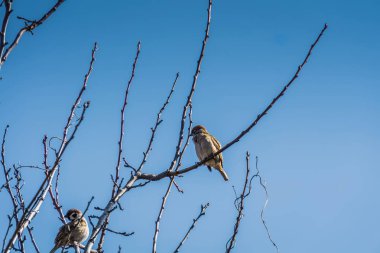 serçeler ve ağaç üzerinde