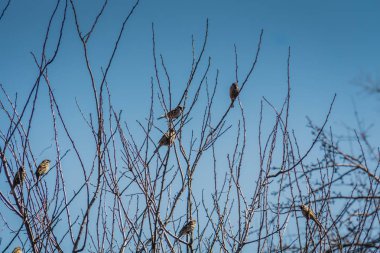serçeler ve ağaç üzerinde