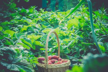 Çilek sepeti çim Retro üzerinde