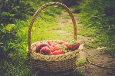 Çilek sepeti çim Retro üzerinde