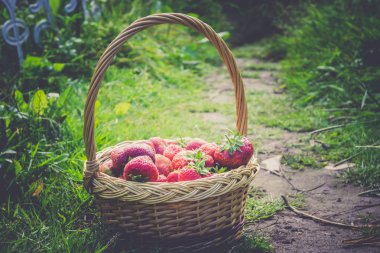 Çilek sepeti çim Retro üzerinde