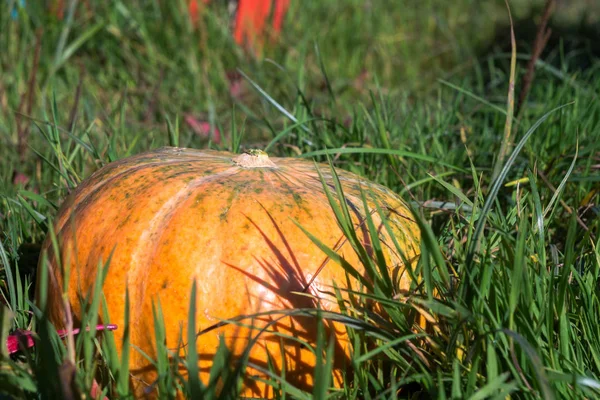 Verse grote pompoen — Stockfoto