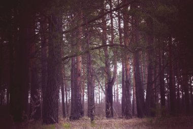Sabah çam ormanı Retro