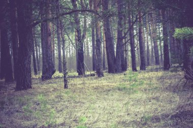 Sabah çam ormanı Retro