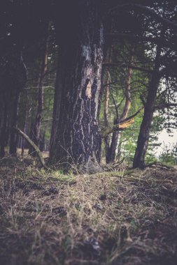 Çam ormanı sabah Retro