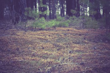 Çam ormanı sabah Retro