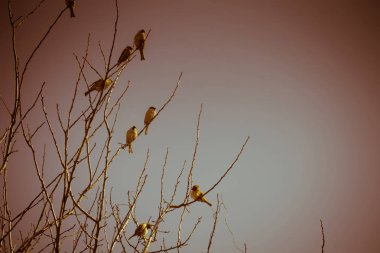 Serçeler ağaç Retro üzerinde