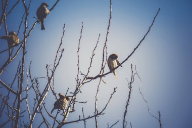 Serçeler ağaç Retro üzerinde