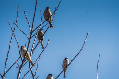 serçeler ve ağaç üzerinde