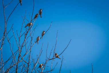 serçeler ve ağaç üzerinde