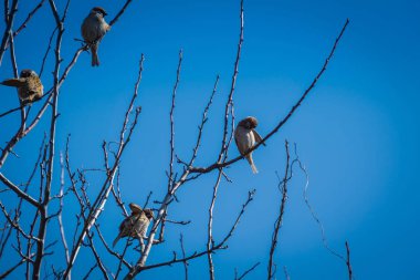 serçeler ve ağaç üzerinde