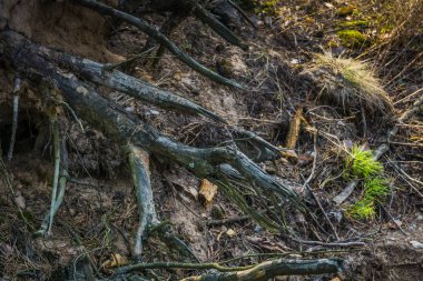 Ağaç kökleri ve çukur