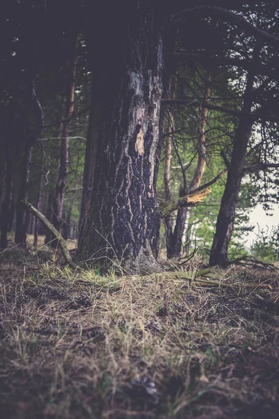Çam ormanı sabah Retro