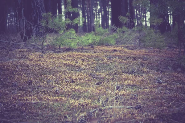 Сосновый лес утром ретро — стоковое фото
