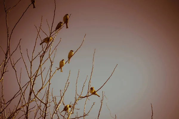 Sparrows on the Tree Retro — Fotografie, imagine de stoc