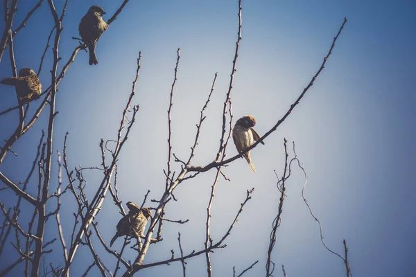 Serçeler ağaç Retro üzerinde