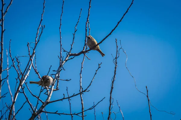 Gorriones en el árbol — Foto de Stock