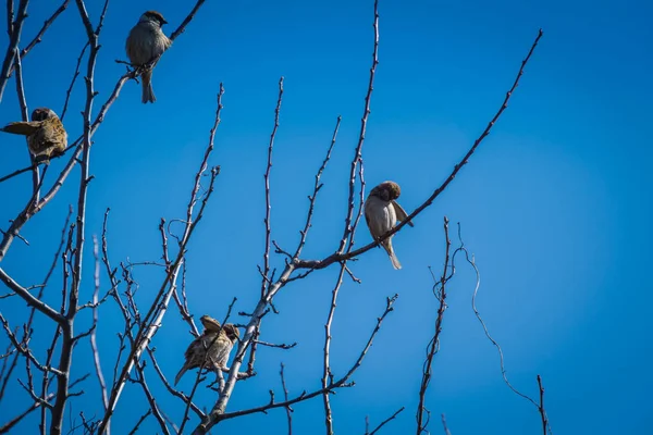 serçeler ve ağaç üzerinde