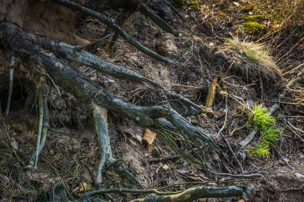 Ağaç kökleri ve çukur