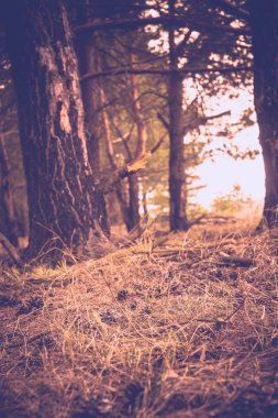 Çam ormanı sabah Retro