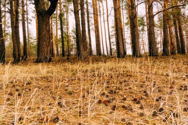 Bahar çam ormanı sabah