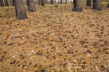 Bahar çam ormanı sabah
