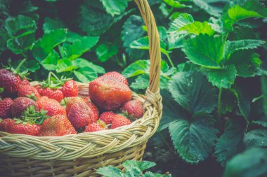 Çilek sepeti çim Retro üzerinde