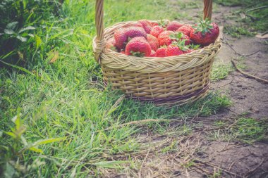 Çilek sepeti çim Retro üzerinde