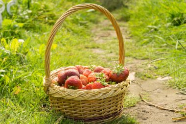 Çilek sepeti çimenlerin üzerinde