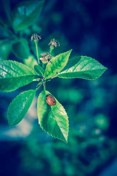 Coccinella sulle foglie — Foto Stock