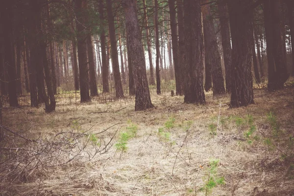 Sabah çam ormanı Retro