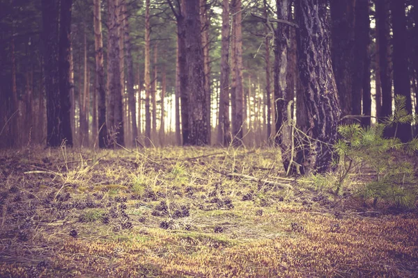 Fenyves erdő reggel Retro — Stock Fotó
