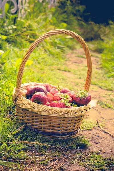 Çilek sepeti çim Retro üzerinde